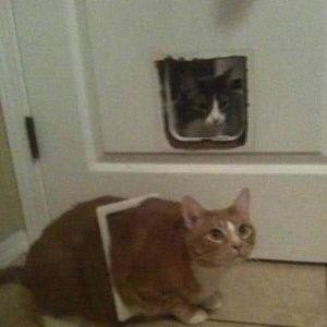 Meet your Posher, Sydné